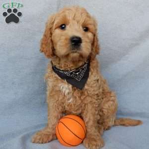 Cosmo-Medium, Goldendoodle Puppy